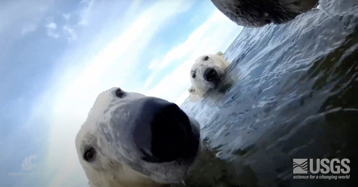 "Polar Bears Unveiled: Exclusive Footage Reveals Their World Through Their Eyes"