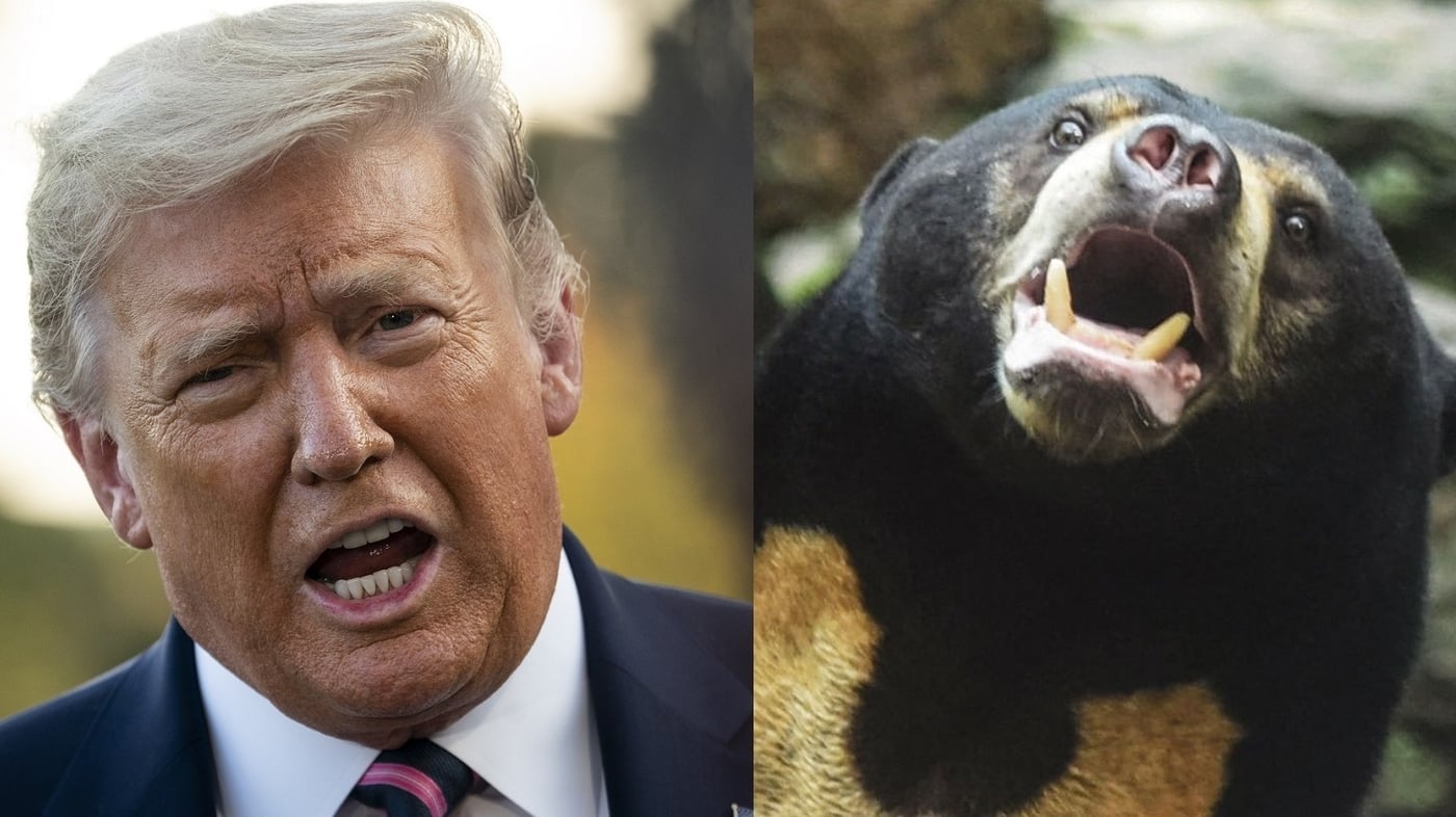 Featured image for "Unraveling Co-Conspirators and a Bear Suit Conspiracy: Weekly News Quiz"