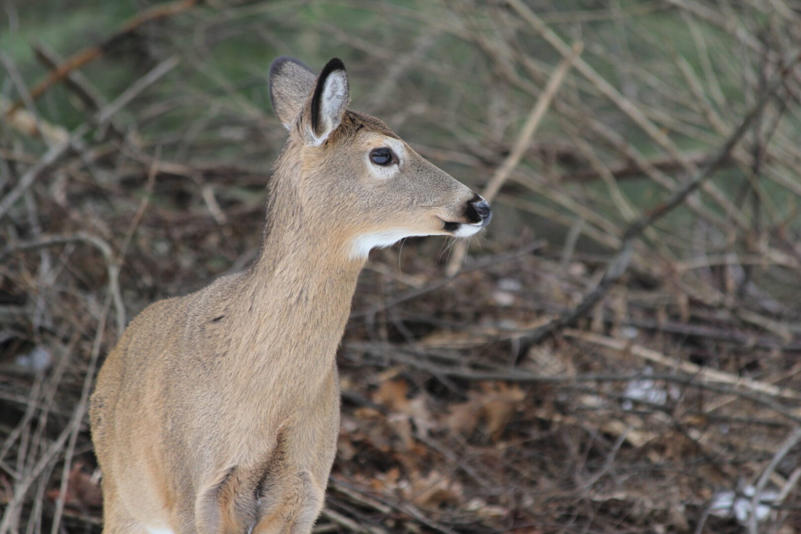 Featured image for "Pa. Implements Measures to Combat 'Zombie Deer Disease' Among Hunters"