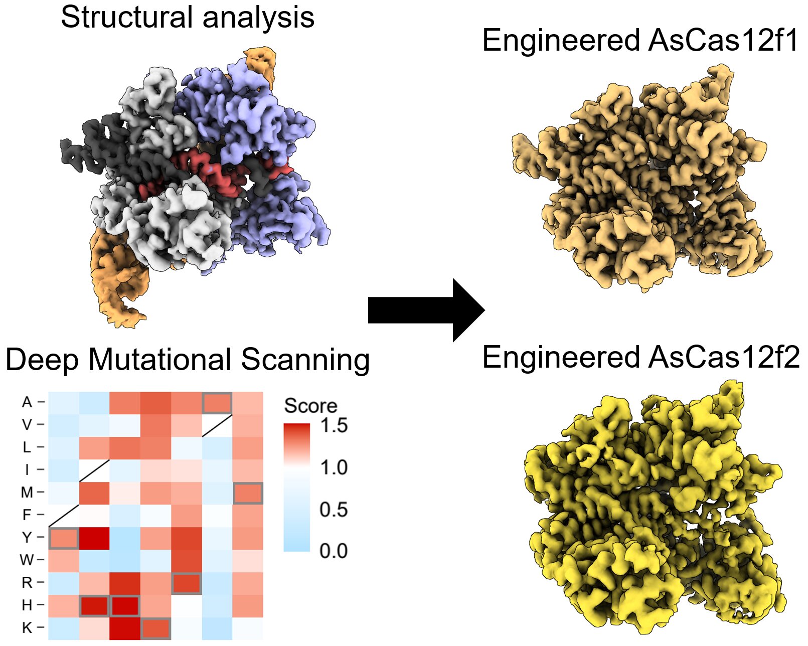 Featured image for Advancements in CRISPR technology revolutionize gene editing and viral engineering