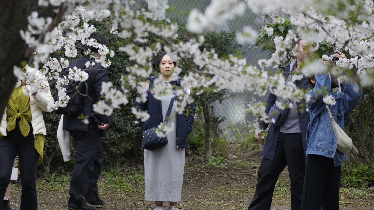 Featured image for "Tokyo's Cherry Blossom Spectacle Draws Crowds at Peak Bloom"