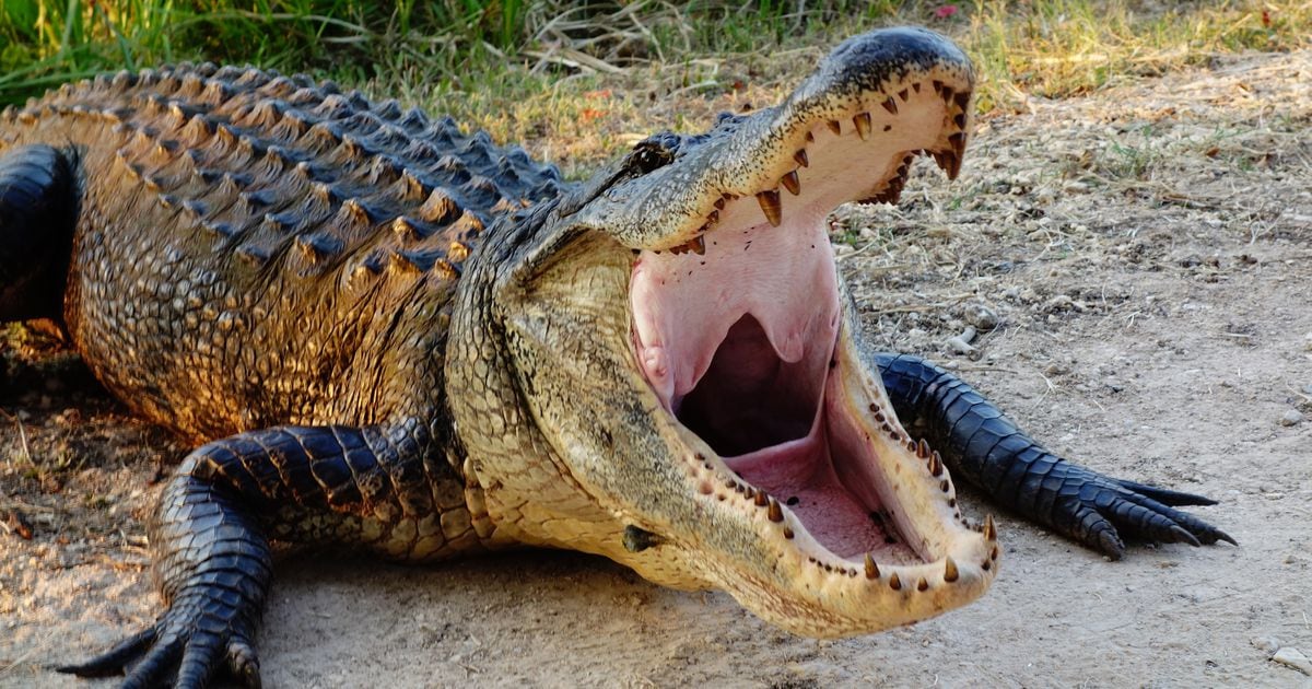 Massive 1,200-pound alligator caught in Texas neighborhood near Houston.