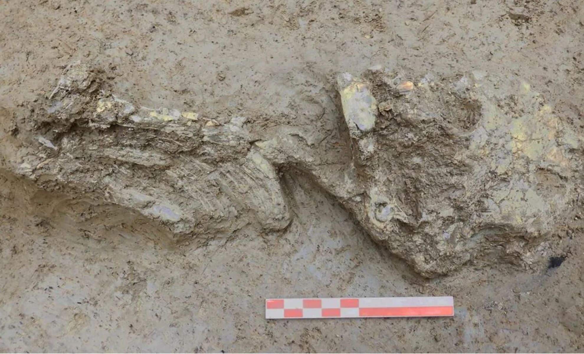 Featured image for Ancient Copper Age Infant in Italy Reveals Rare Genetic Lineage