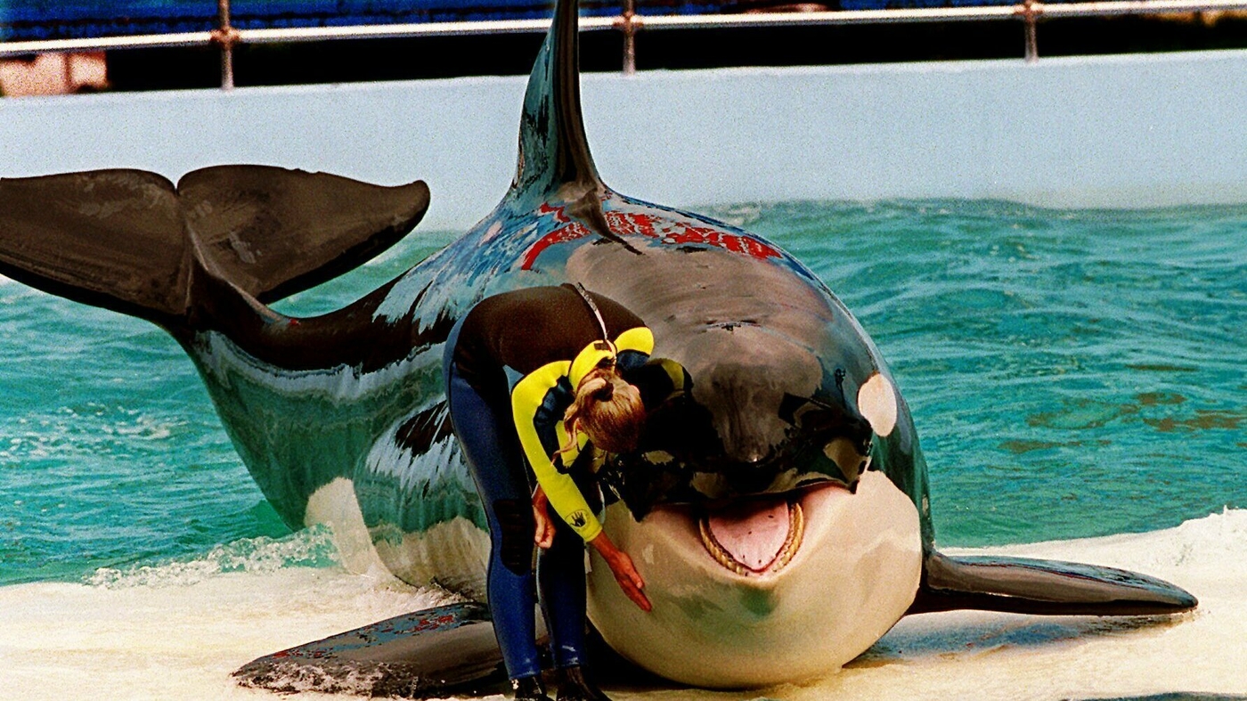 Featured image for Florida aquarium to release Lolita the orca back to her natural habitat after 50 years.