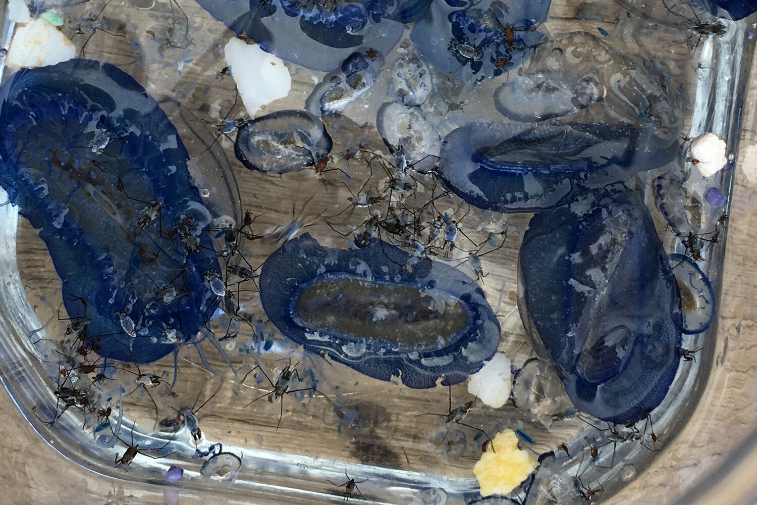 Featured image for "Global Study Reveals Alarming Levels of Ocean Plastic Pollution and Hotspots of Marine Life Risk"