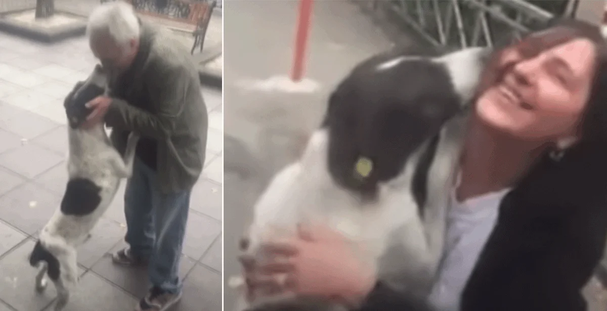 Dog Reunited with Owner After 3 Years Will Melt Your Heart