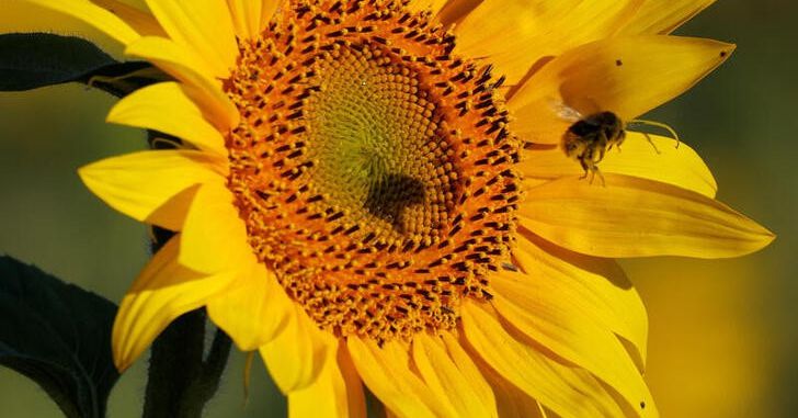 Featured image for EU Parliament Overcomes Backlash to Pass Controversial Nature Restoration Law