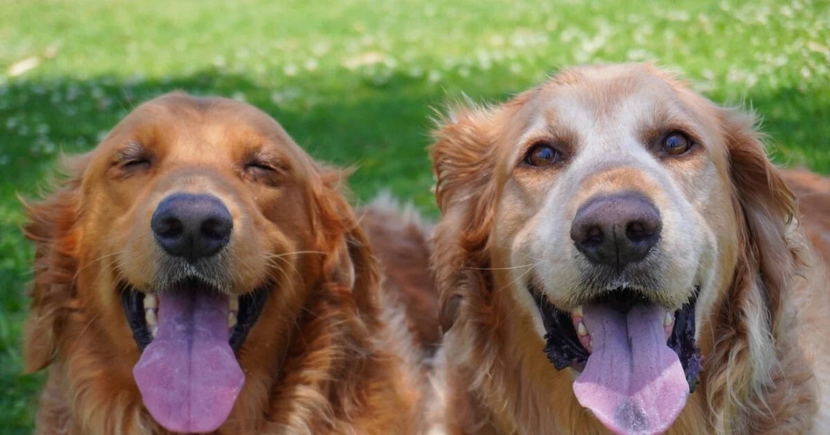 Clueless Golden Retriever Brothers' Hilarious Trampoline Discovery