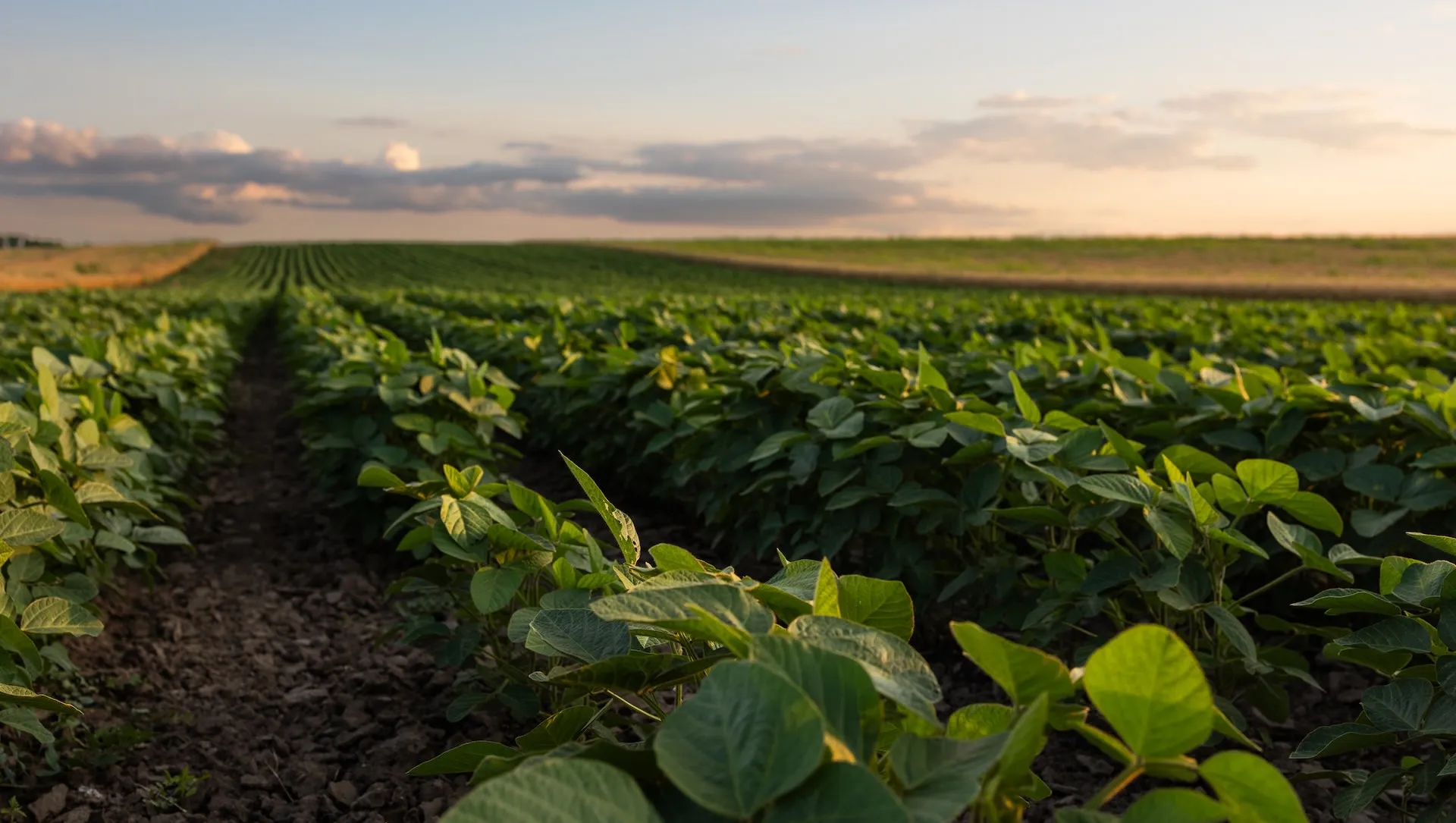 Featured image for Scientists' Unexpected Discovery Promises to Transform Farming