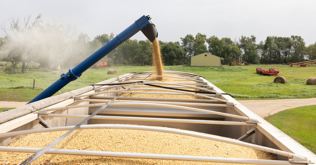 Featured image for China's Soybean Ban Sparks Crisis for U.S. Farmers