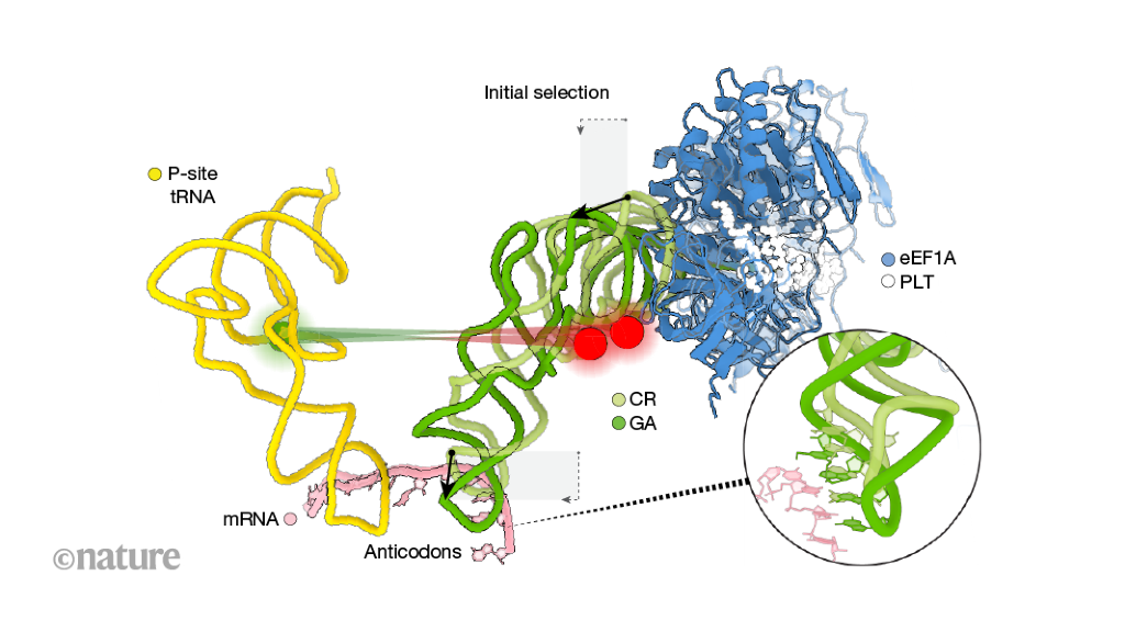 Featured image for Illuminating Human mRNA Decoding Mechanism.