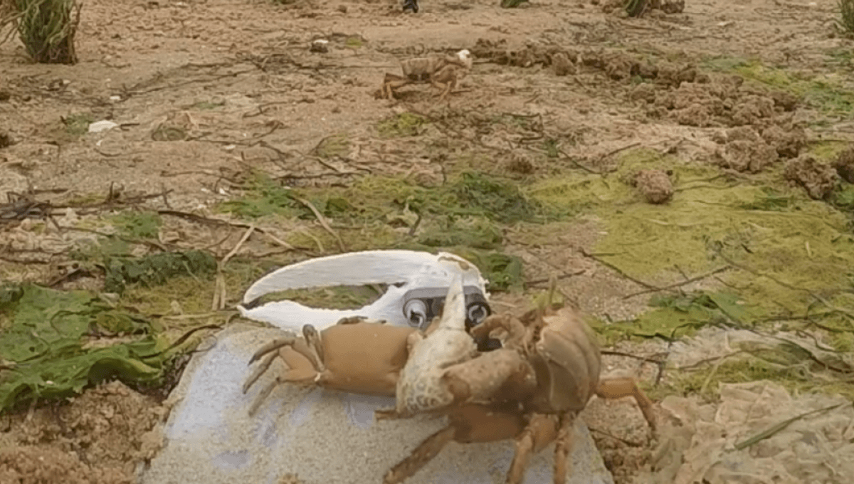 Featured image for Robot Crab 'Wavy Dave' Demonstrates Claw-Waving Battle Strategies