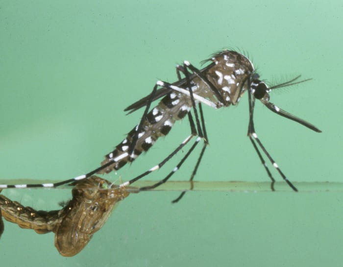 Featured image for Beware of Aggressive Mosquitoes Carrying Diseases in Michigan and Georgia