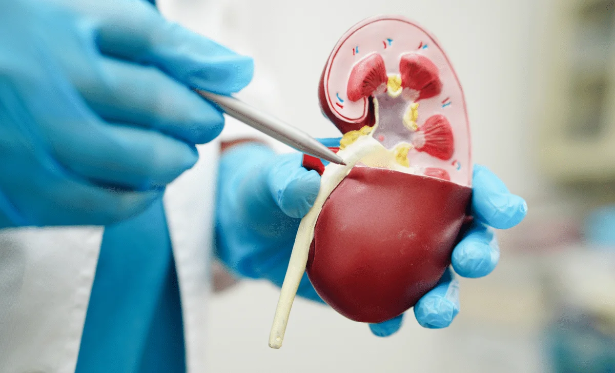Researchers Create a Universal Kidney That Could Fit Any Recipient