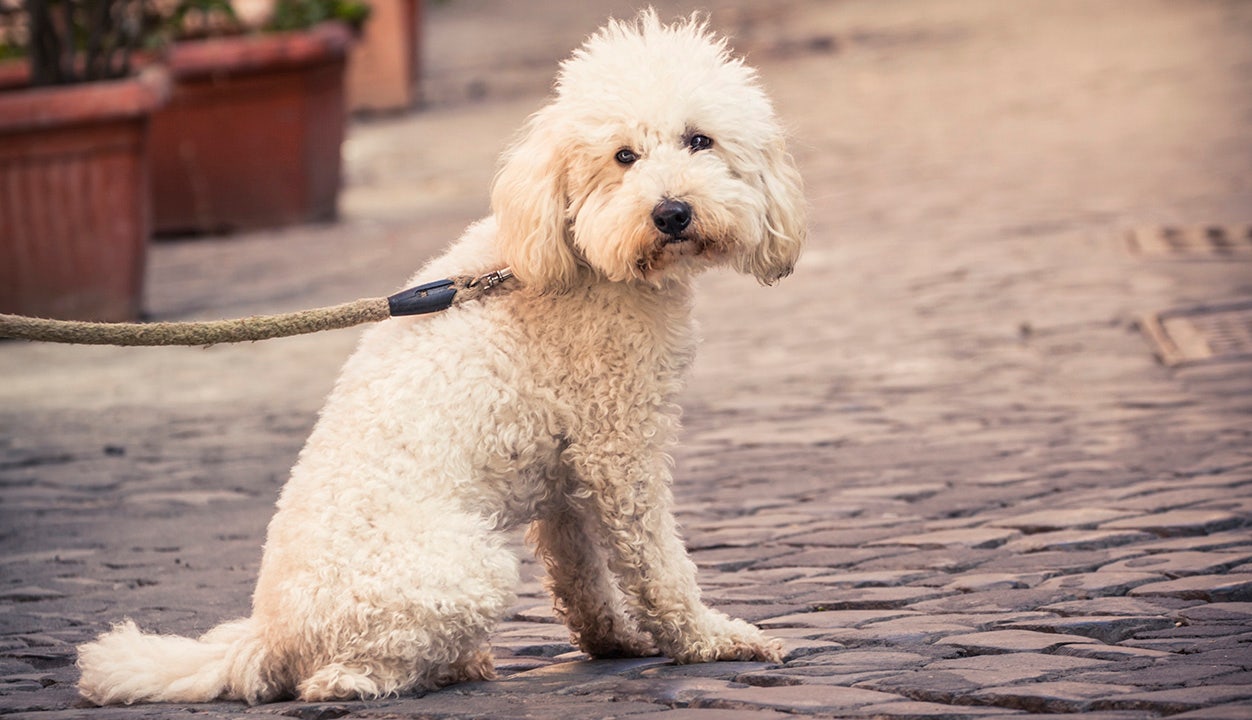 Featured image for Nationwide Outbreak of Mystery Dog Illness Sparks Concern and Calls for Isolation