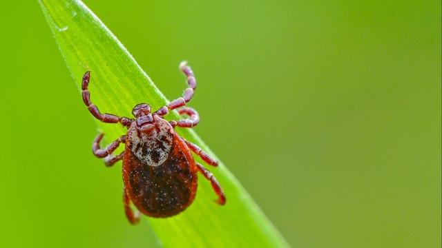 Tick Awareness: Tips for Protection and Prevention