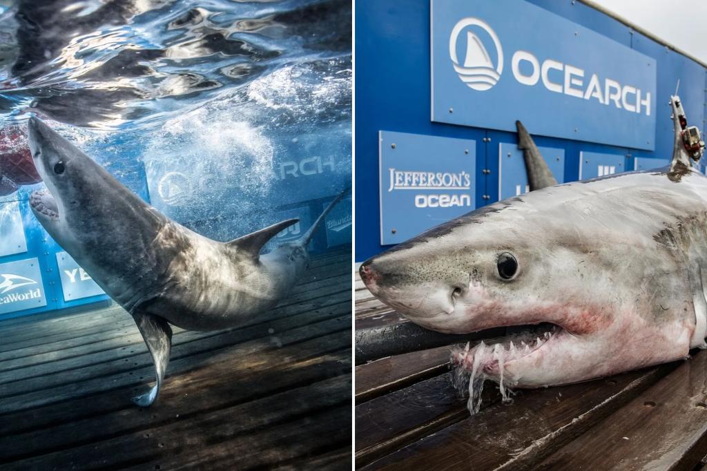 Unlikely Friendship: Great White Sharks Forge Unbreakable Bond