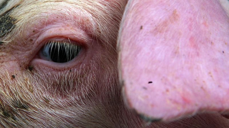 Featured image for UK Reports First Human Case of Swine Flu Strain Resembling Pig Virus