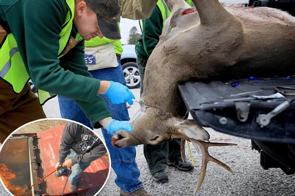 Featured image for "Rising Concerns Over 'Zombie Deer Disease' Spreading to Humans"