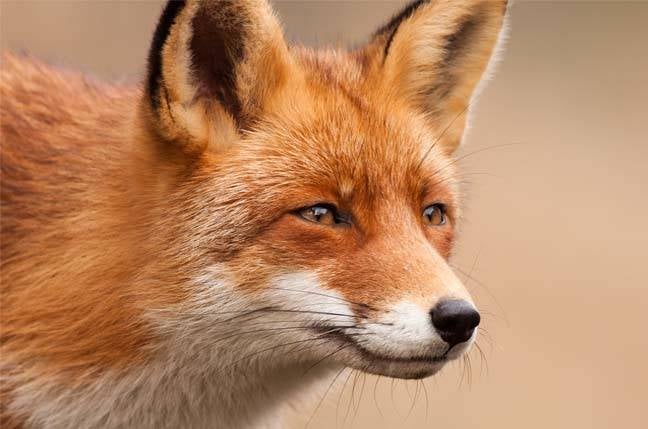 Featured image for Mozilla's New CEO Aims to Transform Firefox into an AI-Powered Browser