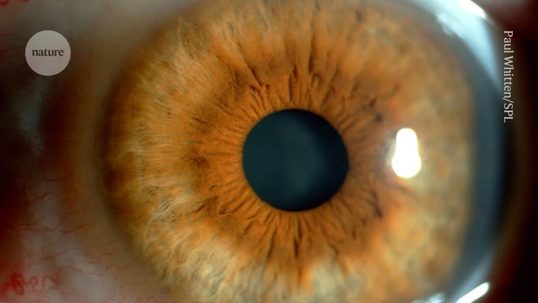 Pig-semen–derived exosome eye drops halt retinal tumors in mice