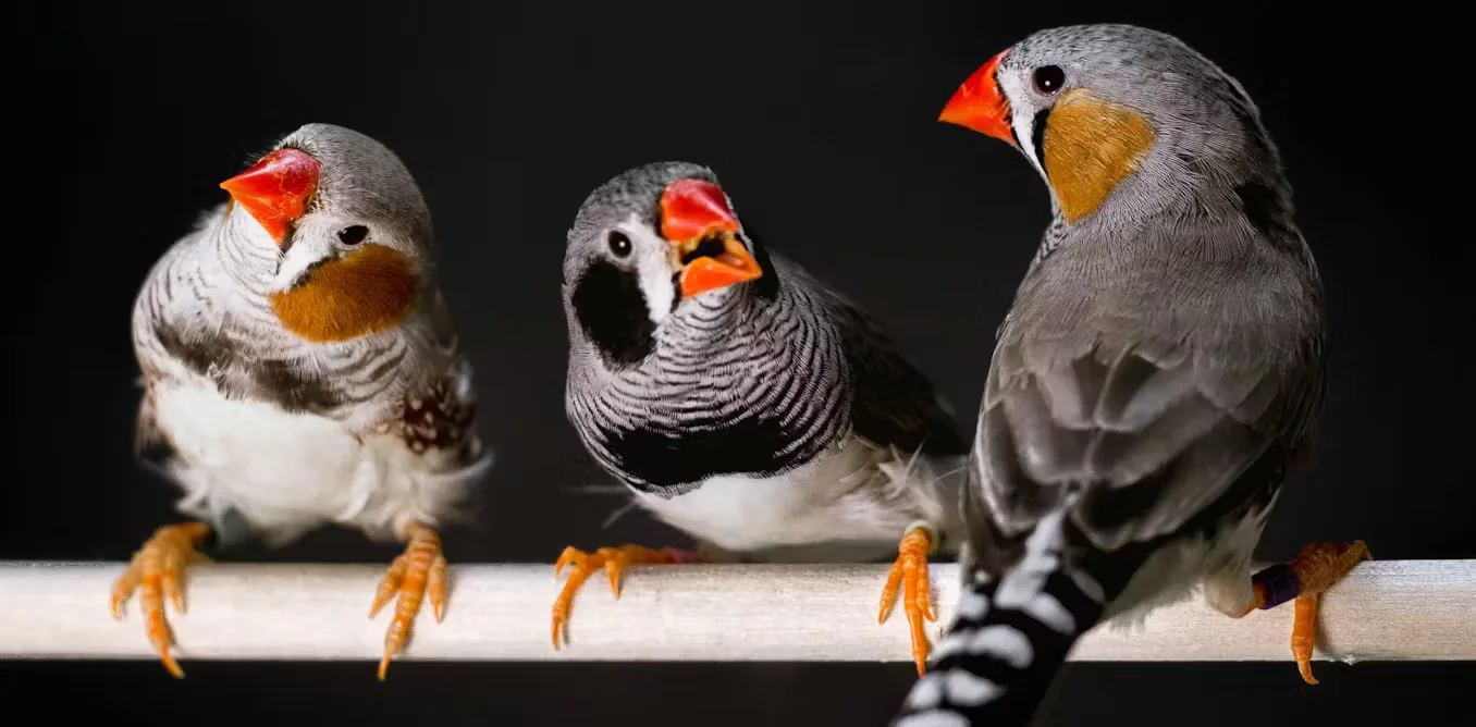 Humans mirror animal preferences in mating calls, study finds.