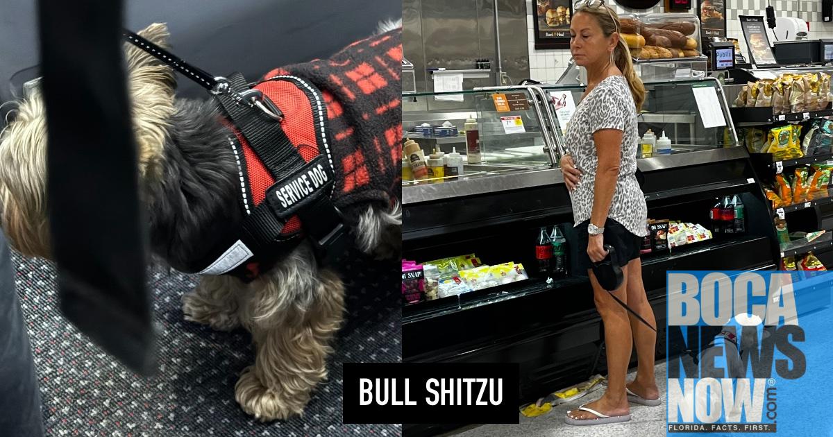 Featured image for American Airlines Allows Bull Shitzu on Flight to West Palm Beach, Contrary to Policy