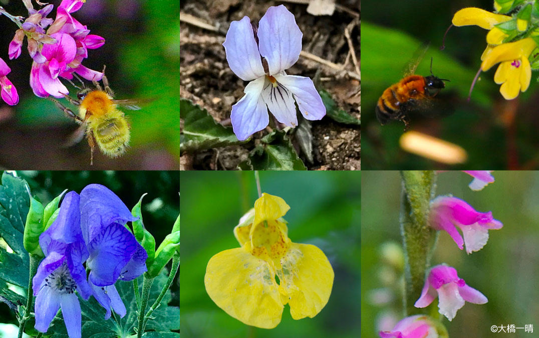 Featured image for "Groundbreaking Research Debunks Long-Held Theory on Symmetry in Flowers"