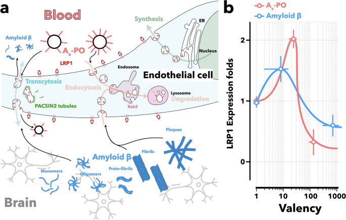 Featured image for Nanoparticle Therapy Reverses Alzheimer's in Mice