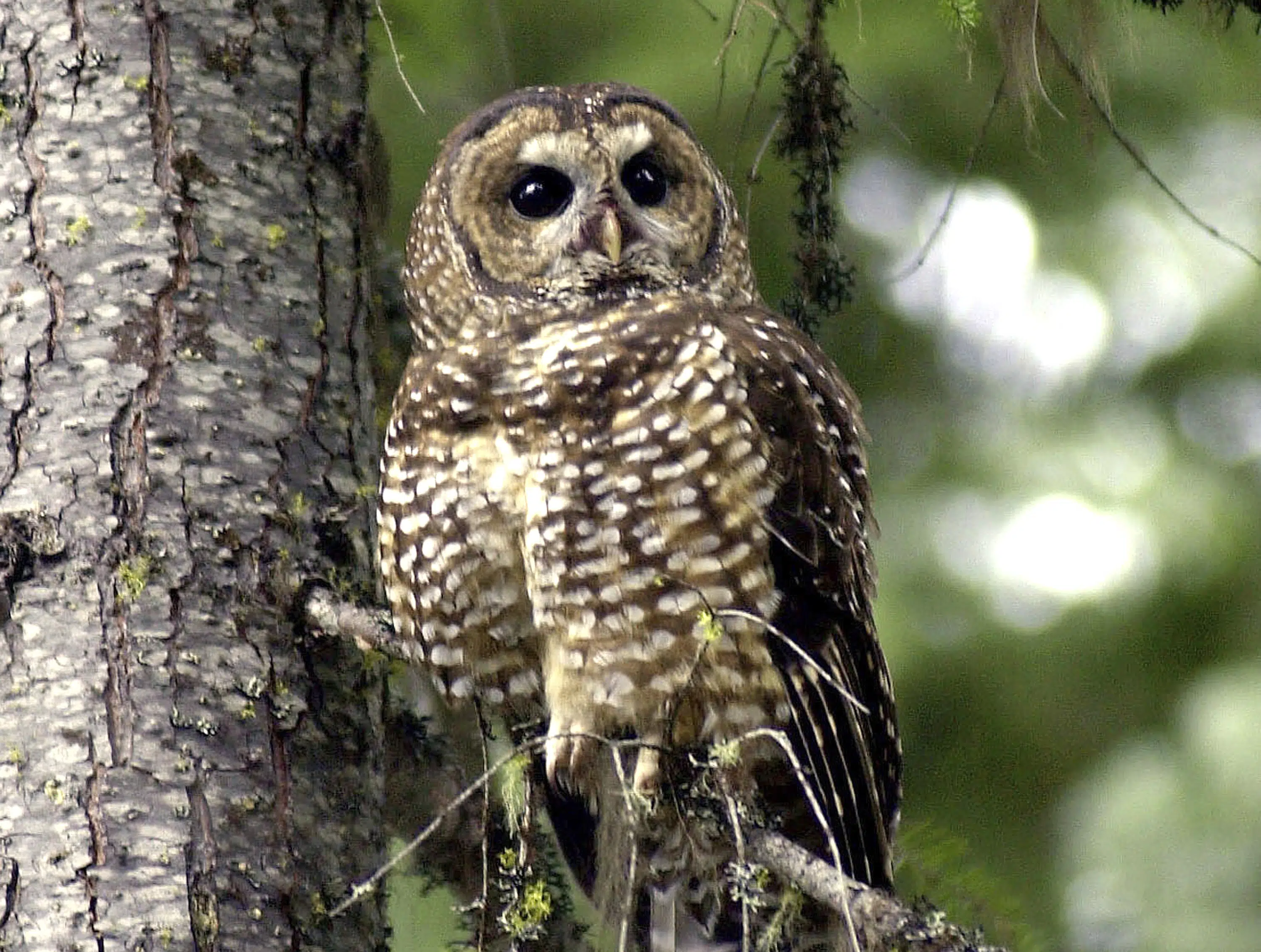 Biden reinstates endangered species protections removed by Trump.