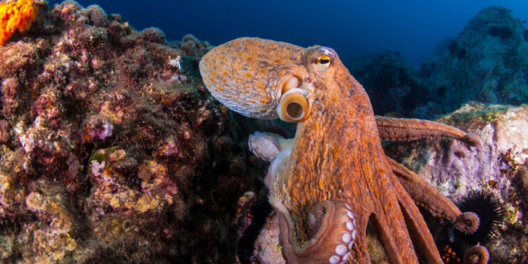 Cracking the Code: Understanding Octopus Thoughts