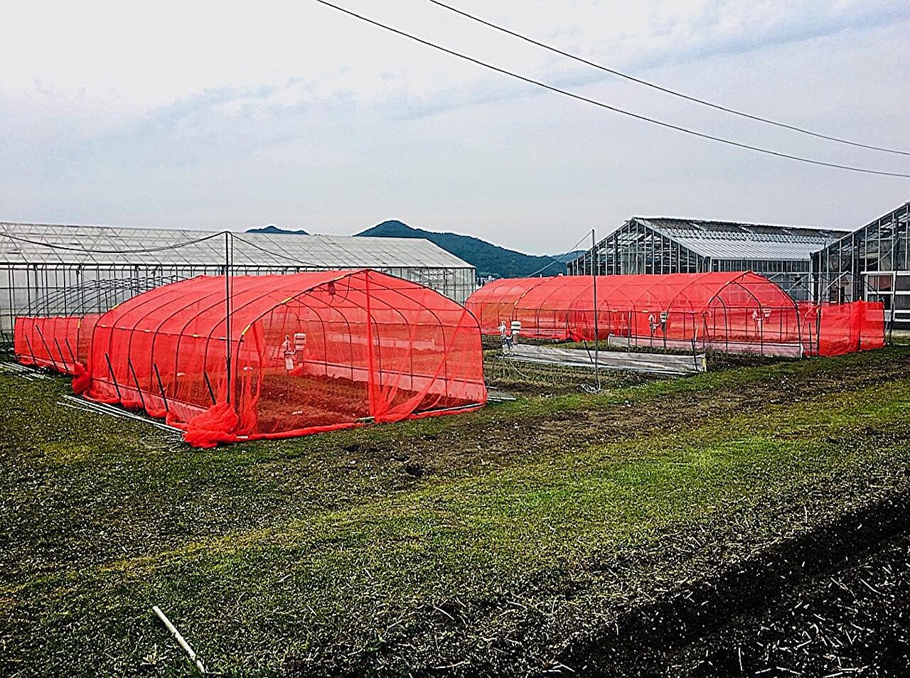 Featured image for "Reducing Insect Damage to Kujo Leek Fields Through Agricultural Net Color Change"