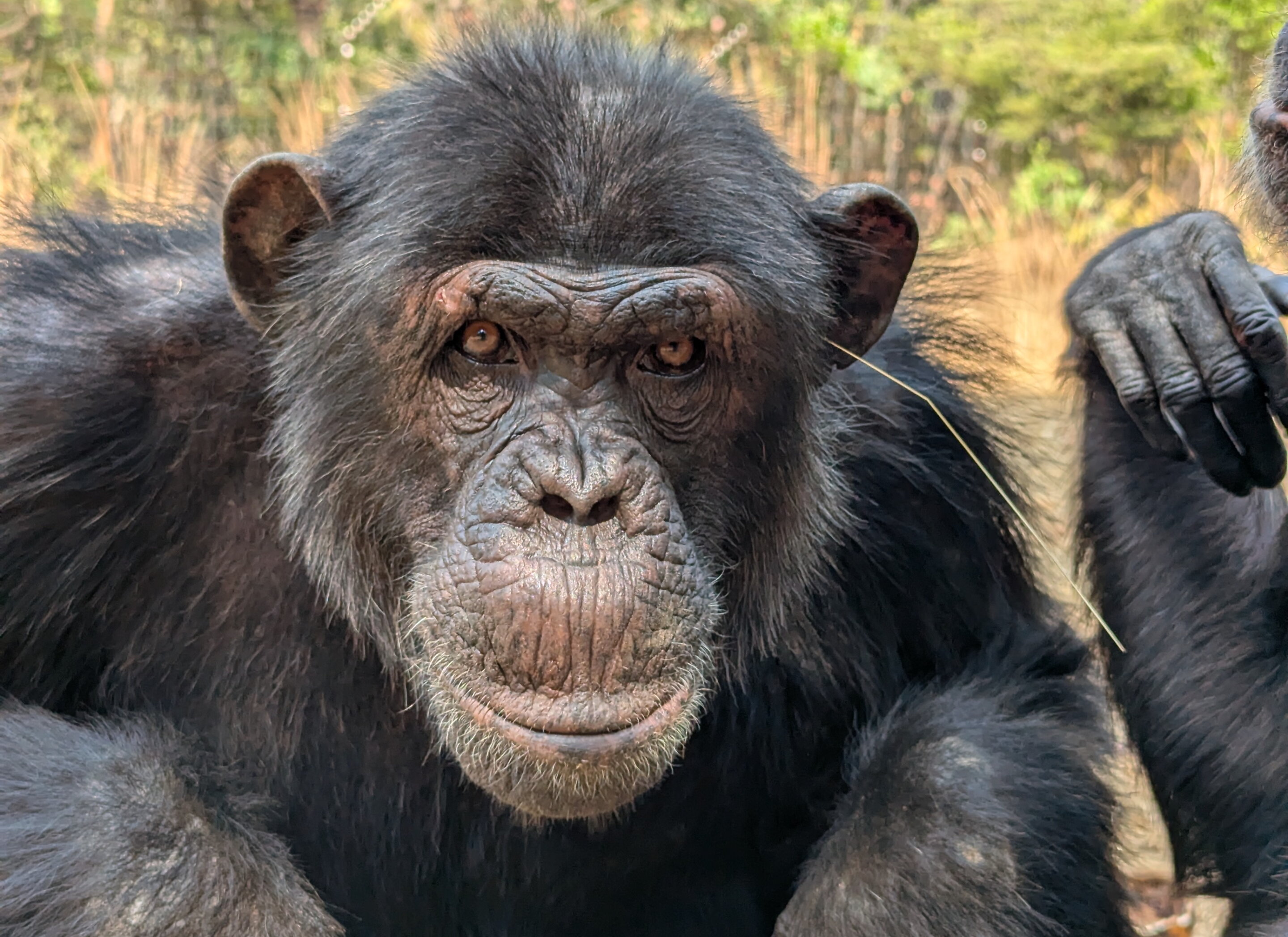 Featured image for Chimpanzees Embrace Grass Fads Similar to Human Trends