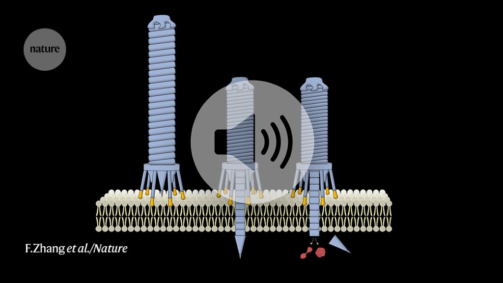 Bacterial Nanosyringes Deliver Drugs and Gene Therapy to Human Cells.