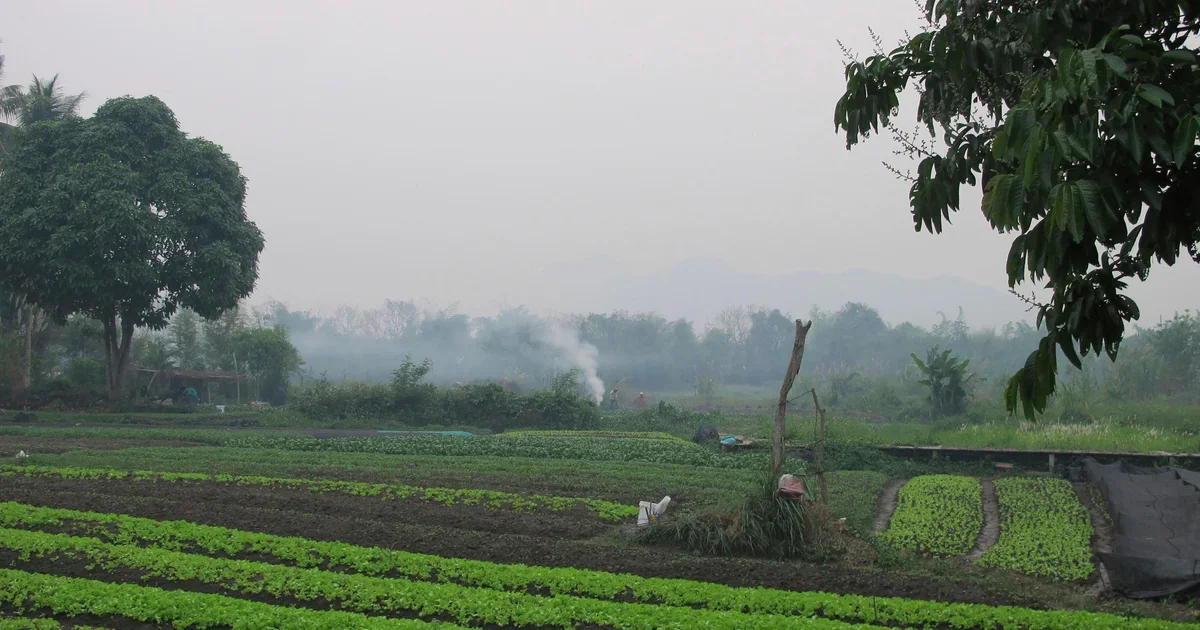 Featured image for American Father and Son Killed by Hornet Swarm During Laos Zipline Adventure