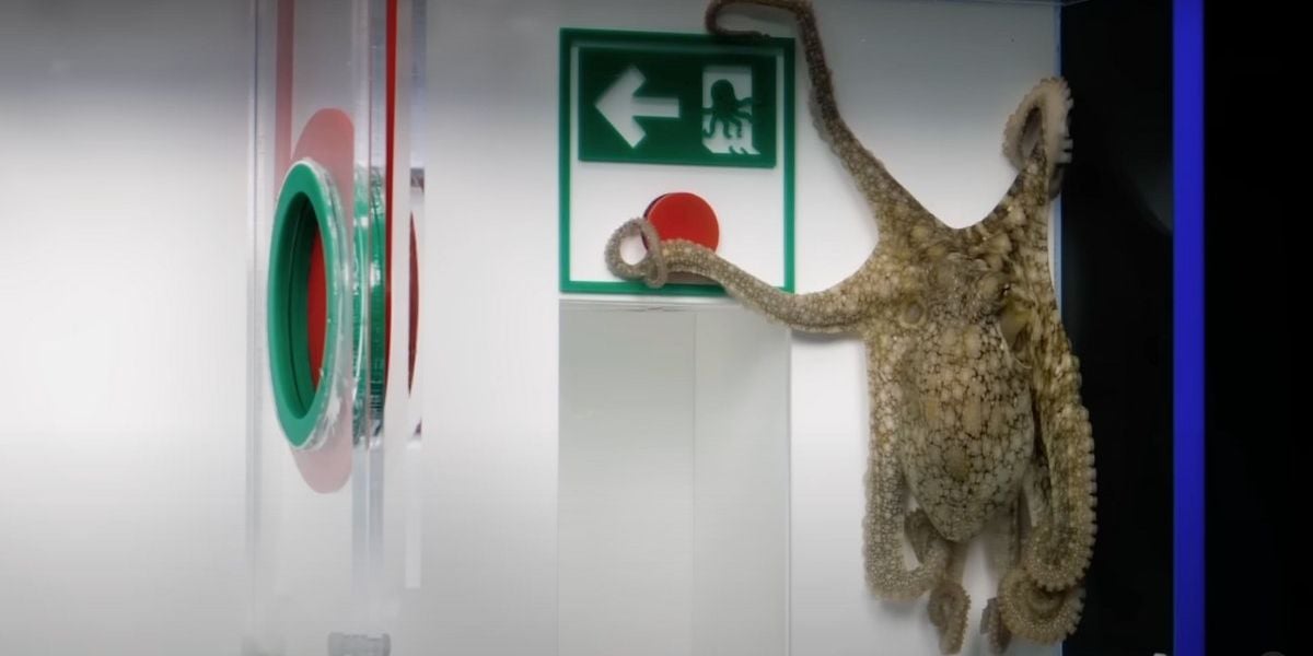 Featured image for "Octopus Masters Obstacle Course Before Release into the Wild"