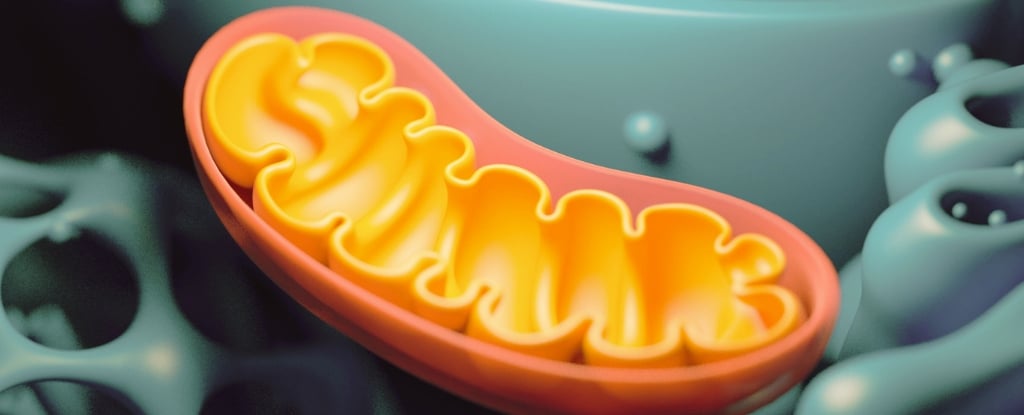 Featured image for Mitochondrial DNA Errors and Their Impact on Aging and Inflammation