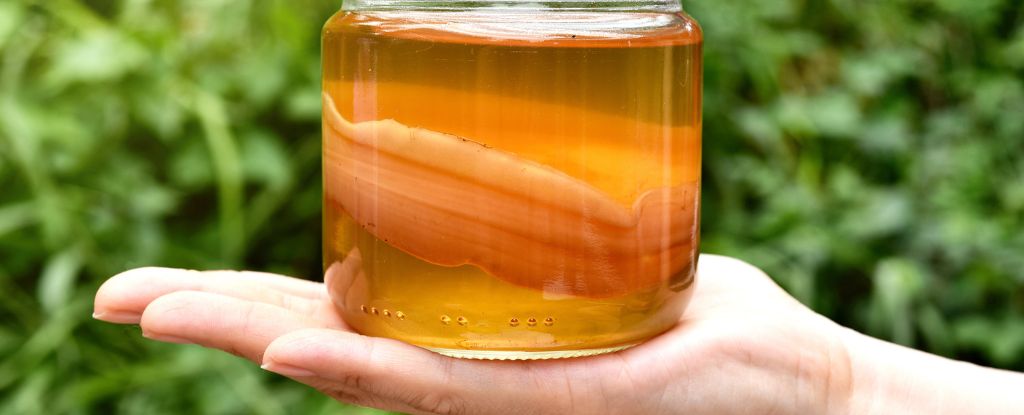 "Kombucha's Probiotics Mimic Fasting to Reduce Fat Stores, Study Shows"