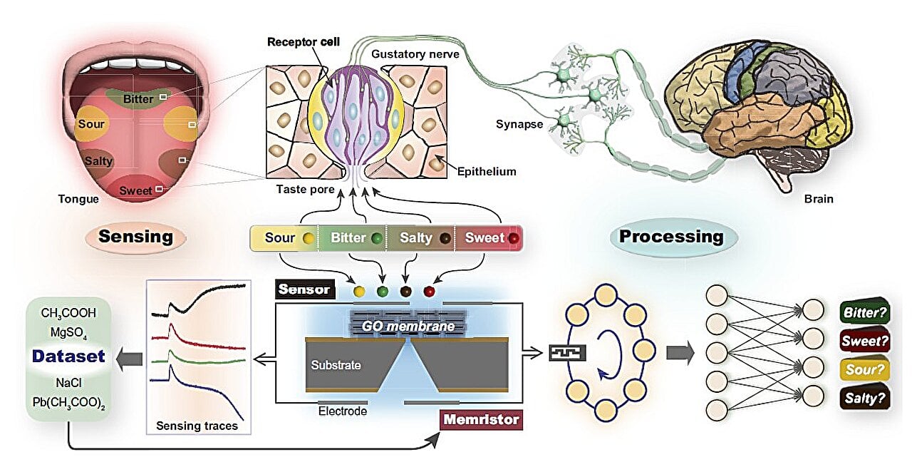 Featured image for AI-Enhanced Graphene Tongue Mimics Human Taste with High Precision