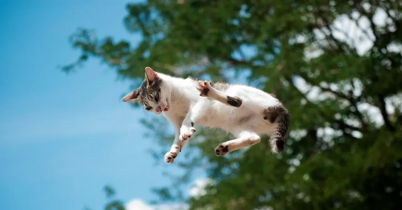 Cat Righting Revealed: Flexible Spine Lets Cats Land Upright
