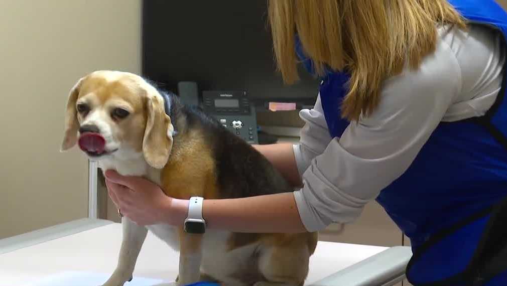 Featured image for "Unexplained Canine Illness Strikes Des Moines, Baffling Experts"