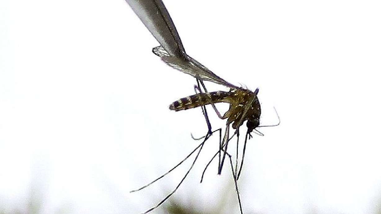 West Nile Virus Detected in Cache County Mosquitoes