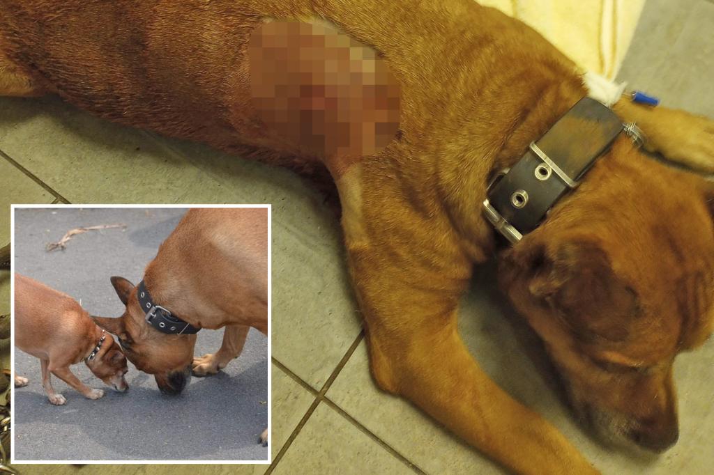 Central Park Dog Stabbing Incites Fear and Fundraising for Service Dogs.