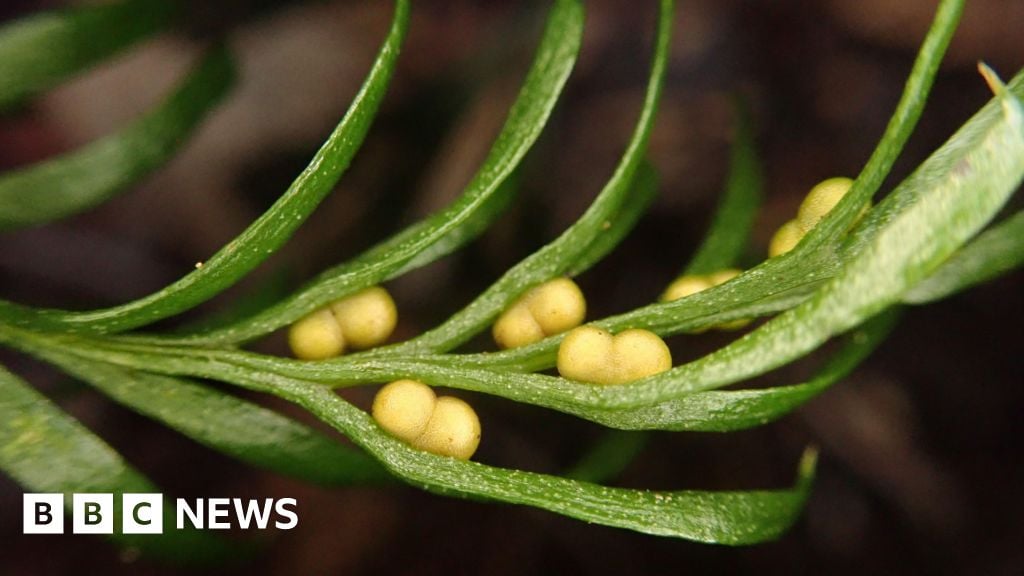 Featured image for Tiny Fern Holds World Record for Largest Genome