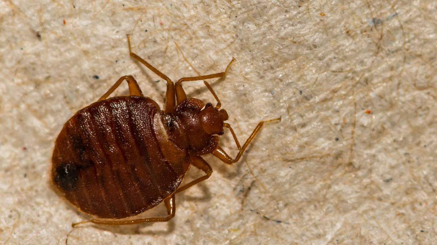 Family demands change after inmate allegedly eaten alive by bed bugs in Fulton County Jail.
