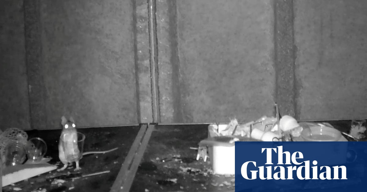 "Secretly Filmed Mouse Tidies Man's Shed Every Night"