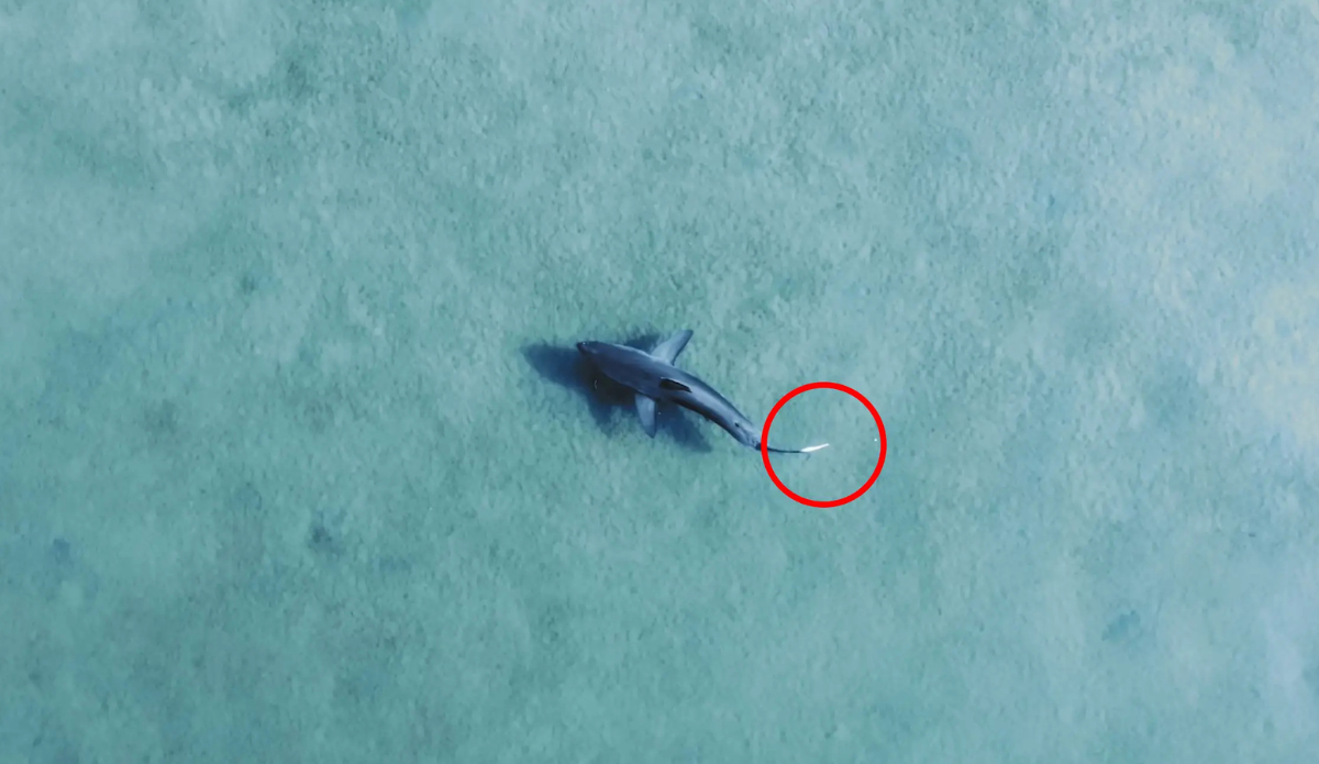 Featured image for Great White Shark Spotted in Australian Lake via Drone