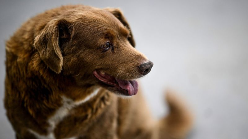 Bobi, the World's Oldest Dog, Turns 31 and Celebrates with a Traditional Portuguese Party