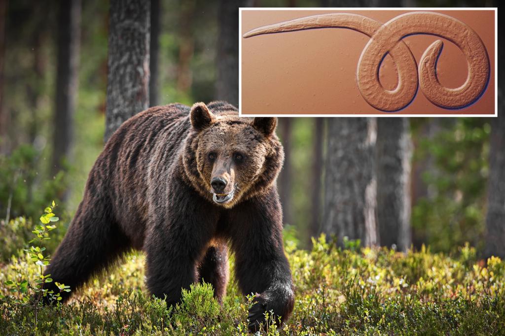 Featured image for "Family Contracts Brain Worms from Undercooked Bear Meat at Reunion"