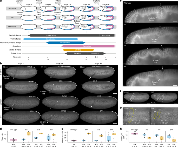 Featured image for Mechanical Forces and Evolutionary Strategies in Gastrulation and Organ Development